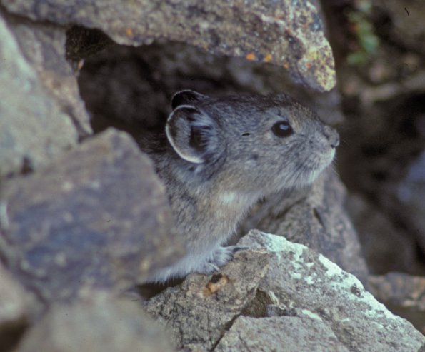 collared-pika-2-denali-n.p.