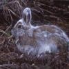 Hares and Pikas