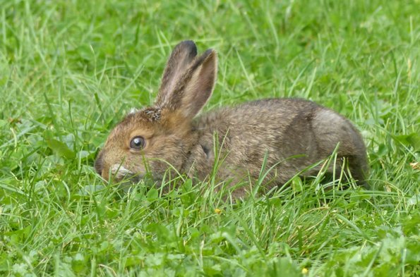 snowshoe-hare-juvenile