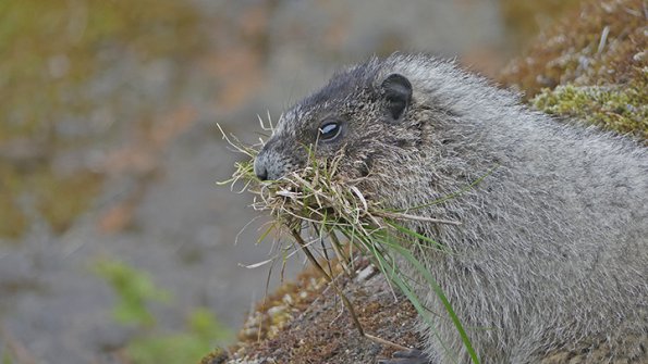 Hoary-Marmot-with-grass
