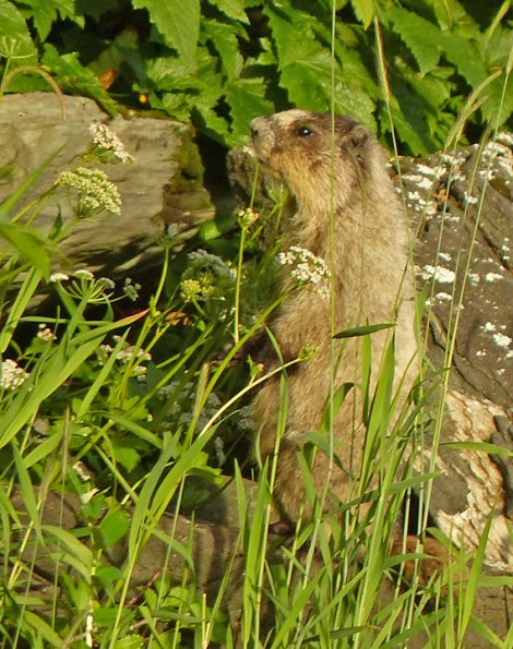 hoary-marmot-along-saltwater-beach-eating-yarrow