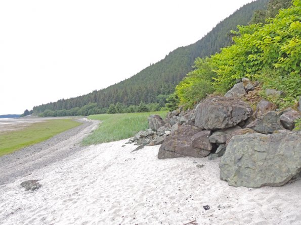 hoary-marmot-at-eagle-beach-01