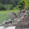 Hoary Marmot at Eagle Beach 1