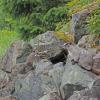 Hoary Marmot at Eagle Beach 2
