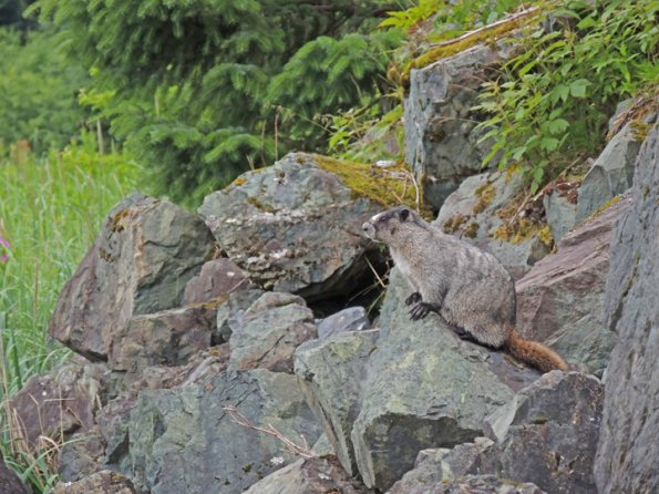 hoary-marmot-at-eagle-beach-2