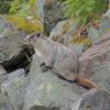 Hoary Marmot at Eagle Beach 3