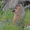 Hoary Marmot, at the beach eating goosetongue
