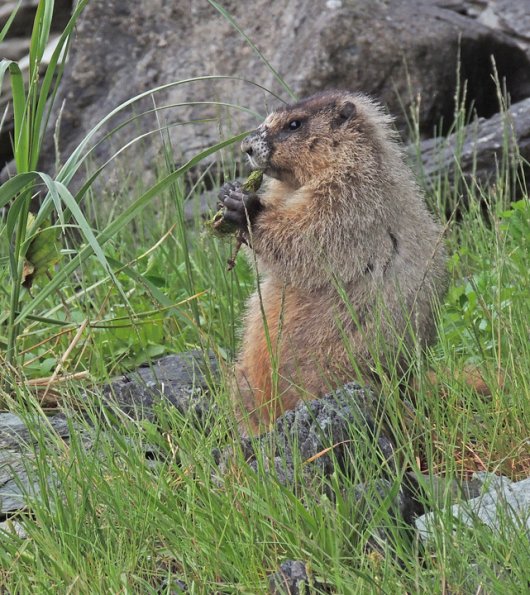 Hoary Marmot, at the beach eating goosetongue
