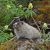 Hoary Marmot at the beach with elderberry