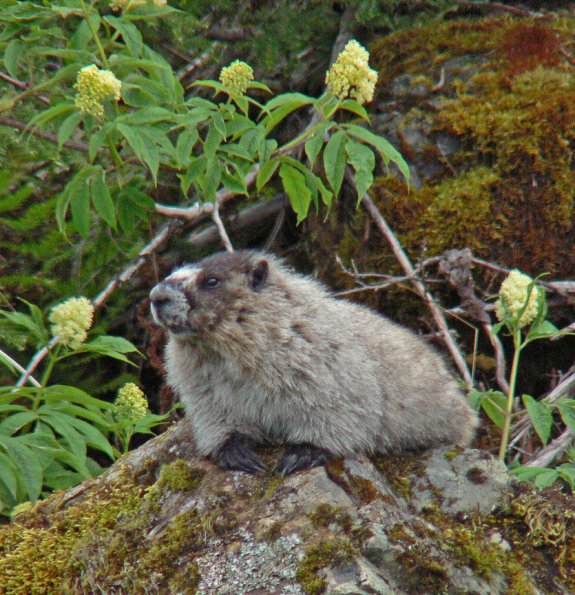 Hoary Marmot at the beach with elderberry