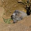 hoary marmot baby emerging from den