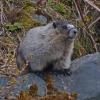 hoary marmot, beach, April 30, 2013, at iso 1200