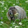 Hoary Marmot eating Narcissus anemone