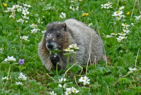Hoary Marmot eating Narcissus anemone