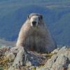 Hoary Marmot, in the alpine