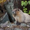 hoary marmot, ISO 100, hand-held, 1-100 sec. 1000mm