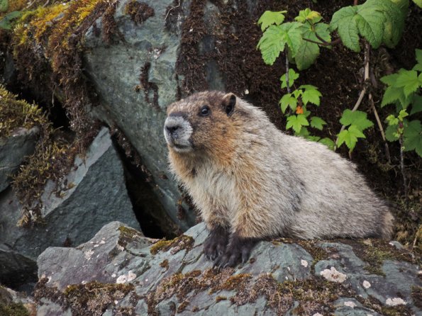hoary marmot, ISO 100, hand-held, 1-100 sec. 1000mm