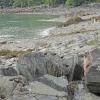 Hoary Marmot, on the beach