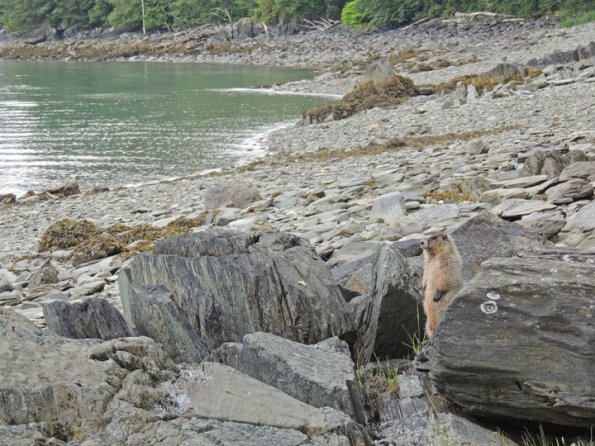 Hoary Marmot, on the beach