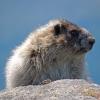 hoary-marmot-up-close-1