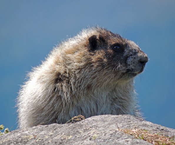 hoary-marmot-up-close-1