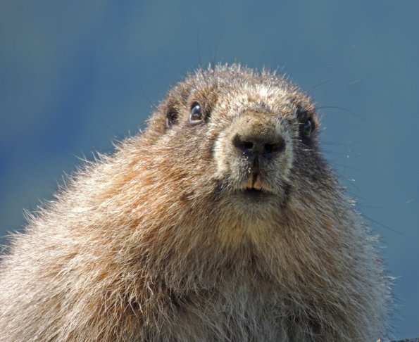 hoary-marmot-up-close-2
