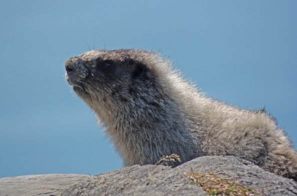 hoary-marmot-up-close-3