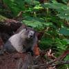 Hoary Marmot with devils club