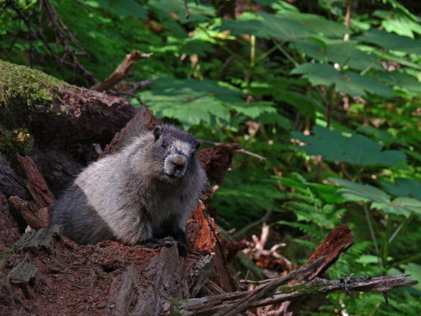 Hoary Marmot with devils club