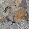 Hoary Marmot, young of the year, Sept. 5