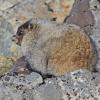 hoary-marmot-young-of-the-year-sept.-5