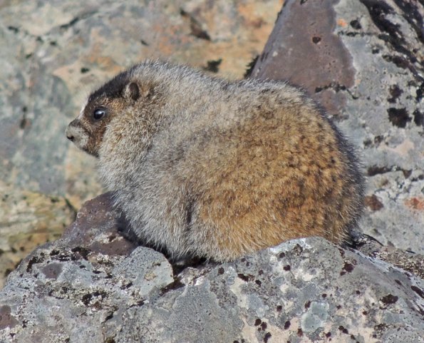 hoary-marmot-young-of-the-year-sept.-5