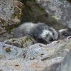 hoary-marmots-at-rock-den