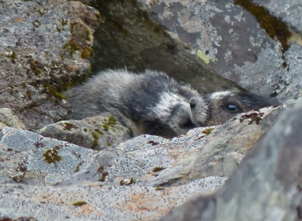hoary-marmots-at-rock-den