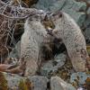 Hoary Marmots at the beach, playing 2