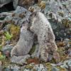 Hoary Marmots, at the beach playing 3