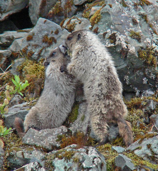 hoary-marmots-at-the-beach-playing-3