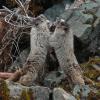 Hoary Marmots, at the beach, playing