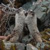 hoary-marmots-at-the-beach-playing