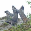 hoary-marmots-playing-2