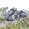 hoary-marmots-playing-3