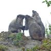 hoary-marmots-playing-4
