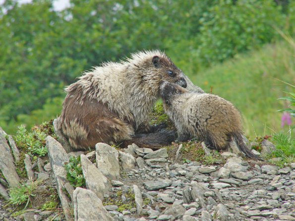 marmot and baby with fur pulled out 2