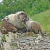 marmot and baby with fur pulled out 2