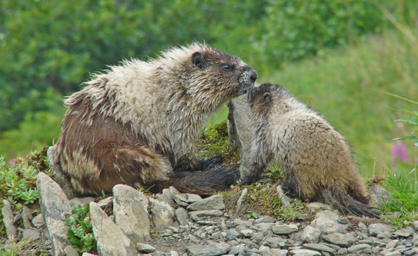 marmot and baby with fur pulled out