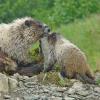 marmot and baby with fur pulled out