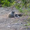 Marmot Babies at Den