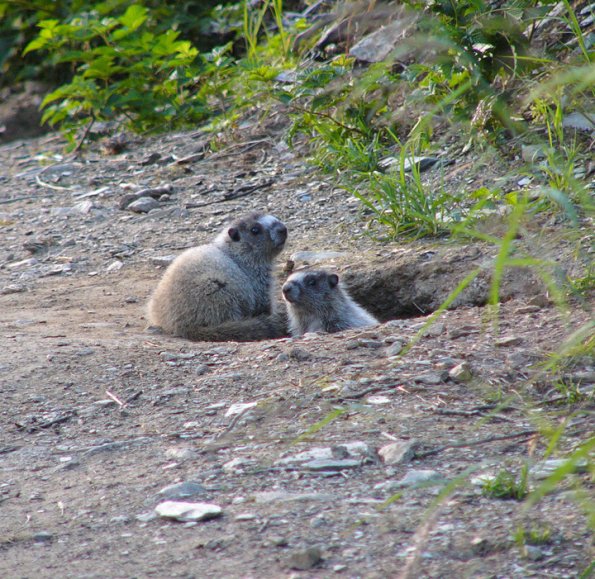 Marmot Babies at Den