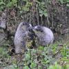 Marmot babies touching noses