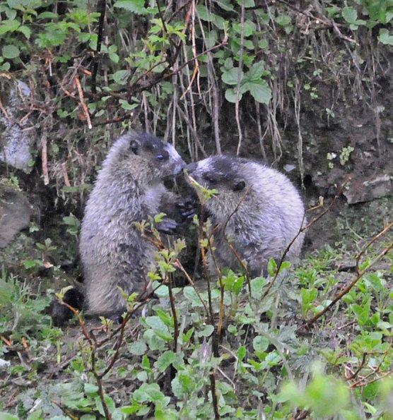 marmot-babies-touching-noses